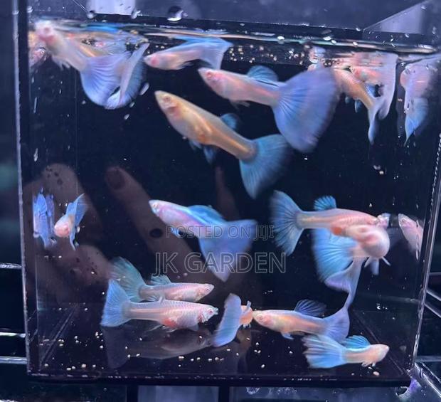 Beautiful Guppy Fish (Sky Blue) photo 3