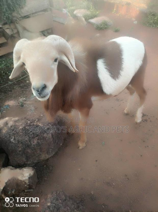 Affordable Male Sheep