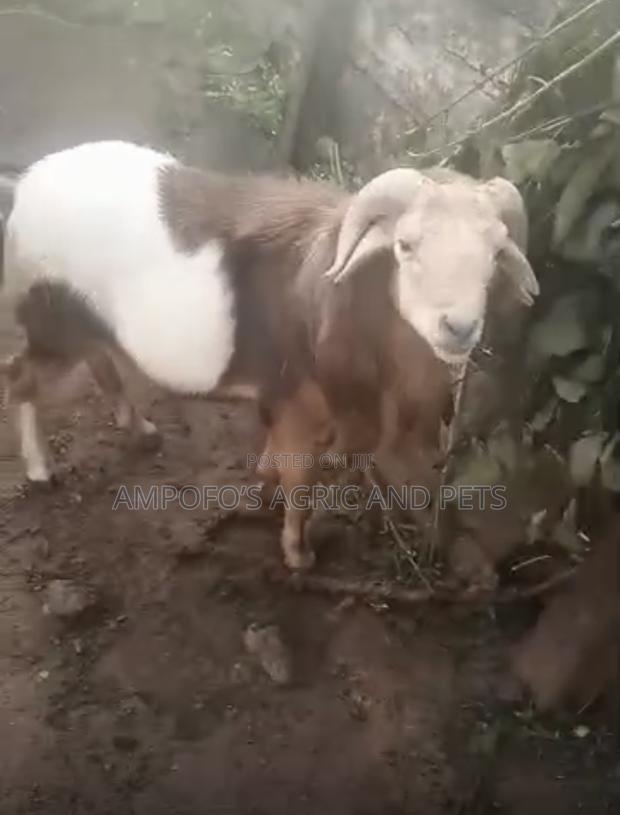 Affordable Male Sheep photo 2