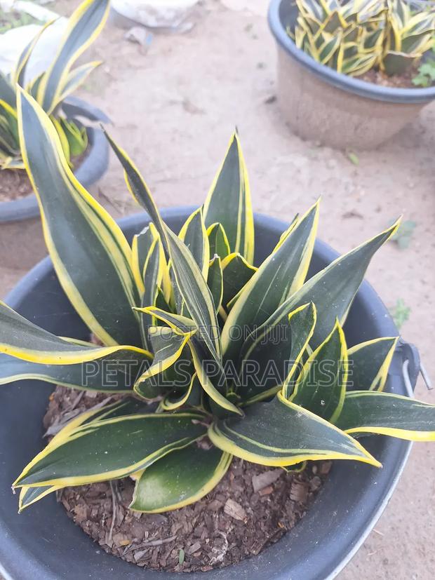 Sansevieria for Sale