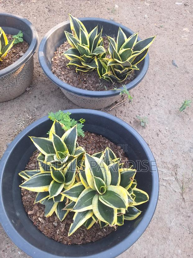 Snake Plant for Sale