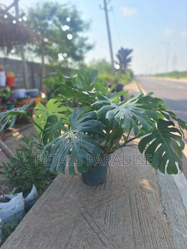 Monstera for Sale