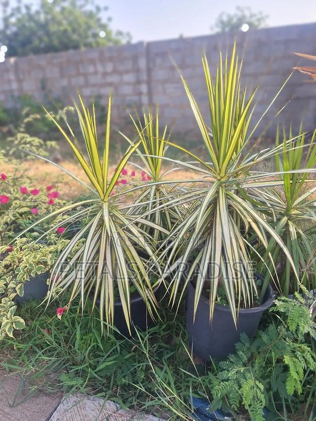 Dracaena Kiwi for Sale