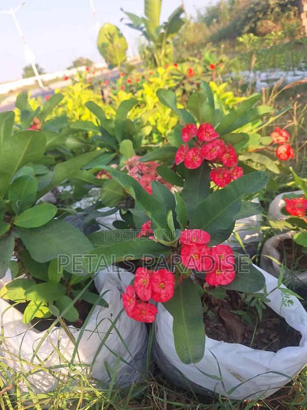 Euphorbia for Sale