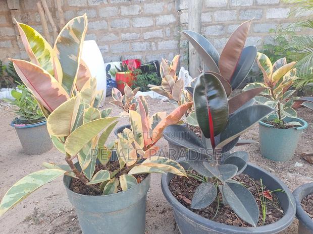 Rubber Plants for Sale