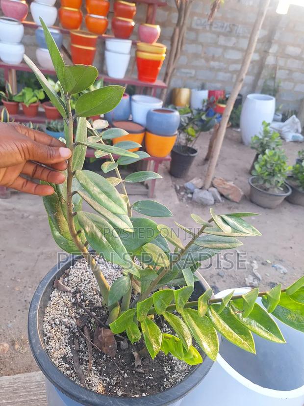 Zz Plant for Sale