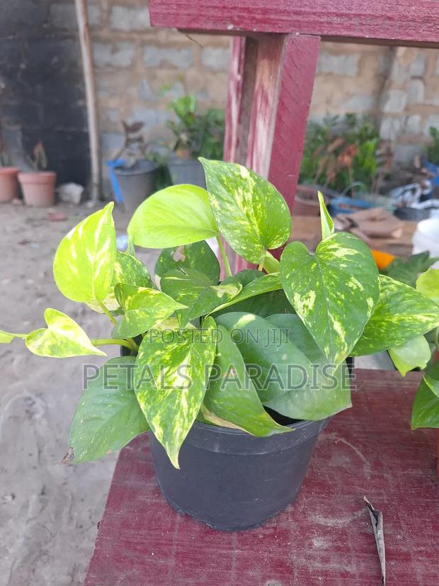 Money Plant for Sale