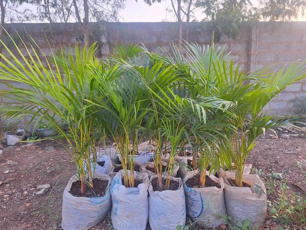 Palm for Sale