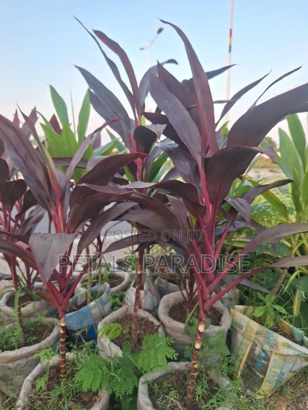Cordyline for Sale