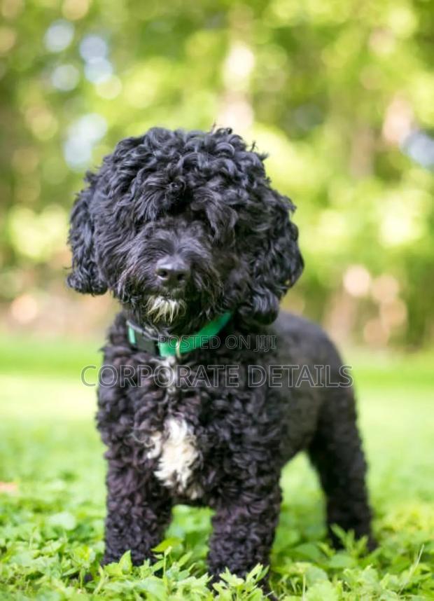 3-6 months Female Purebred Poodle · Photo 2
