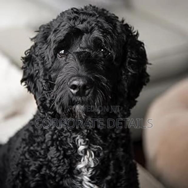 3-6 months Female Purebred Poodle · Photo 3