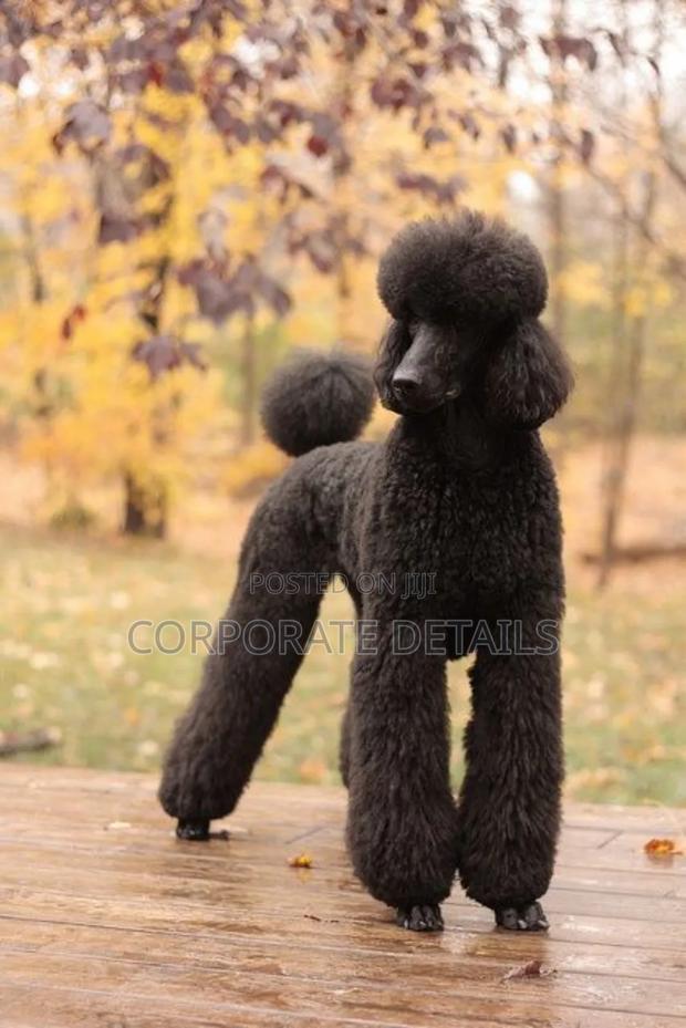 3-6 months Female Purebred Poodle · Photo 2