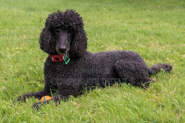 3-6 months Female Purebred Poodle · Photo 3