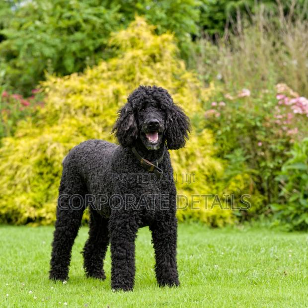 3-6 months Female Purebred Poodle · Photo 2