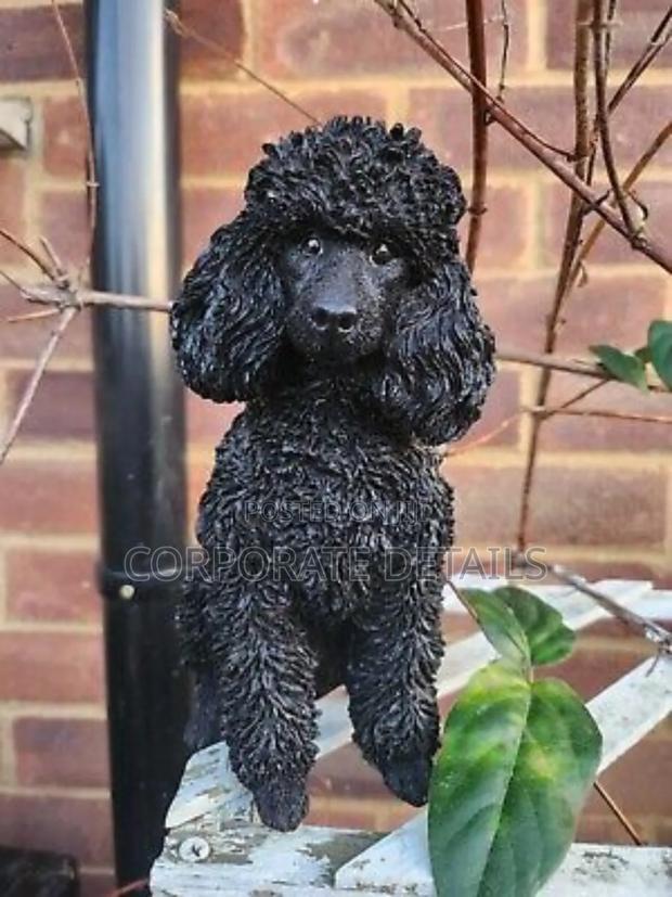 3-6 months Female Purebred Poodle · Photo 3