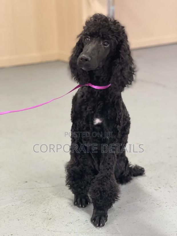 3-6 months Female Purebred Poodle · Photo 2