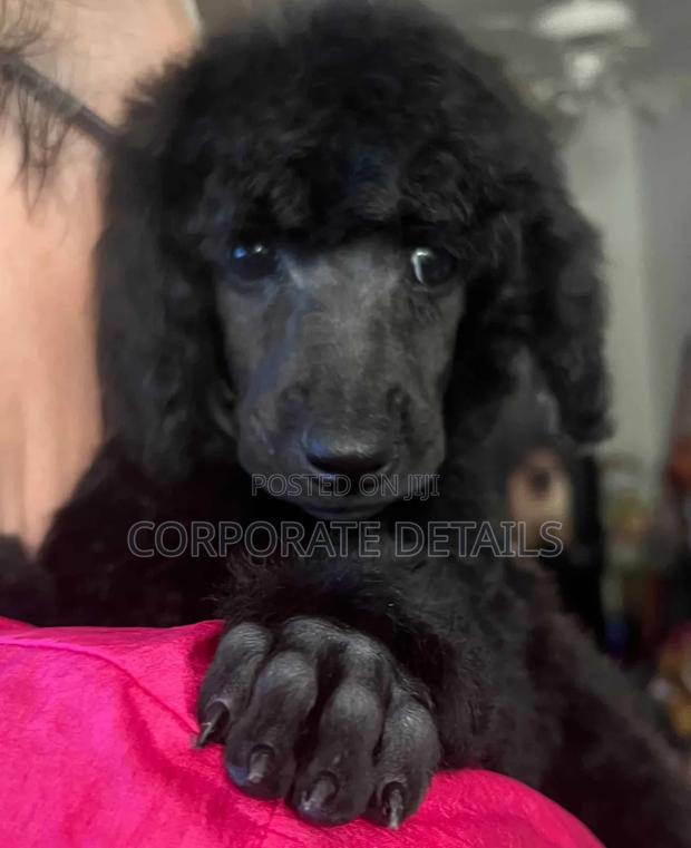 3-6 months Female Purebred Poodle · Photo 3