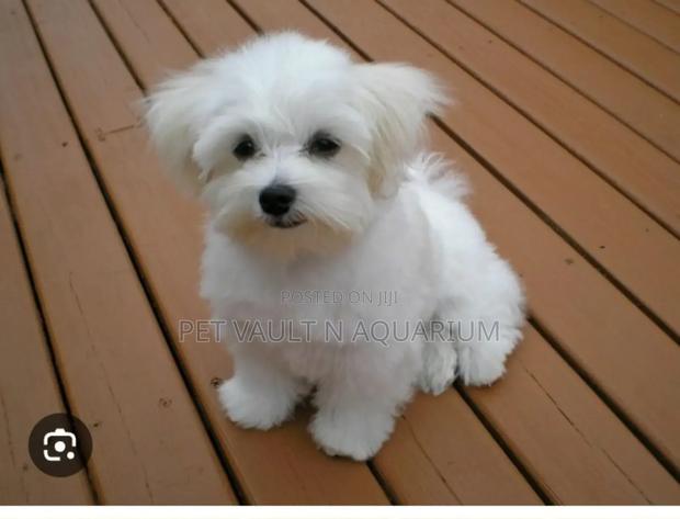 1-3 months Female Mixed Breed Poodle · Photo 2