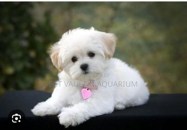 1-3 months Male Purebred Maltese · Photo 2