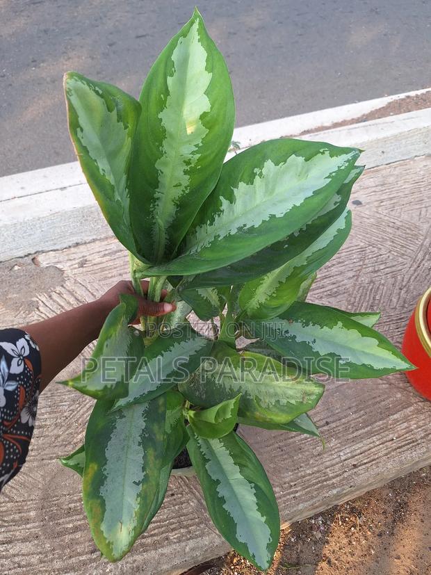 Aglaonema for Sale