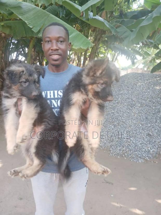1-3 months Male Purebred German Shepherd · Photo 2