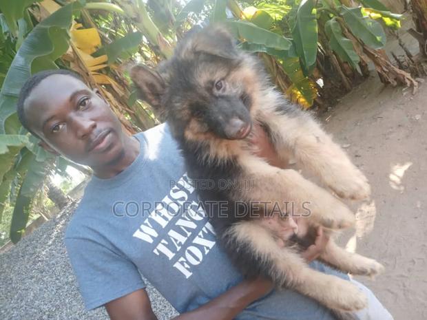 1-3 months Male Purebred German Shepherd · Photo 3
