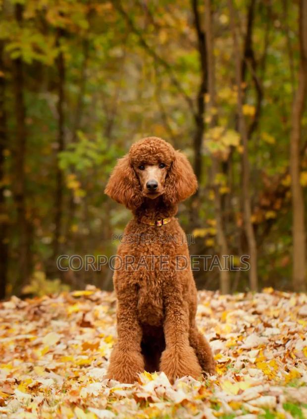 1-3 months Female Purebred Poodle · Photo 2