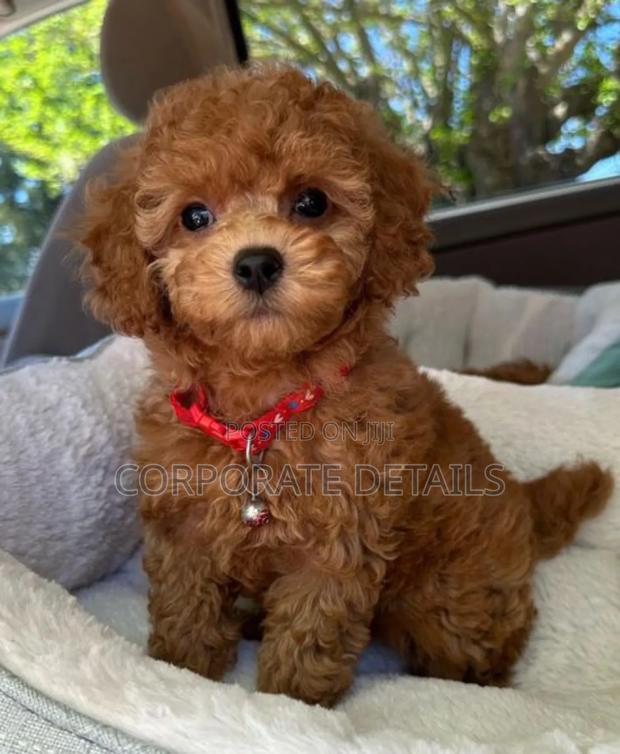 1-3 months Female Purebred Poodle · Photo 3
