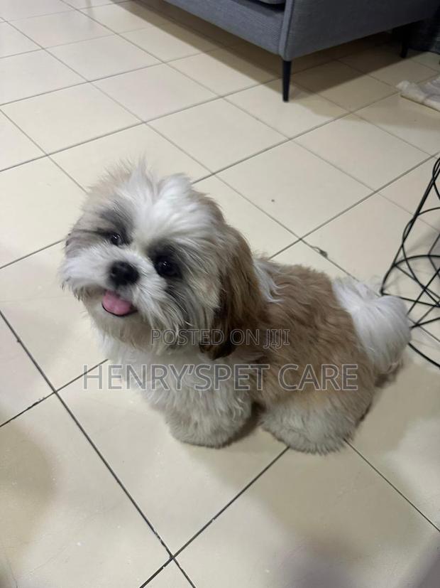 3-6 months Male Purebred Shih Tzu · Photo 4