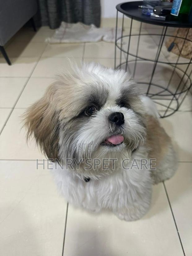 3-6 months Male Purebred Shih Tzu · Photo 3