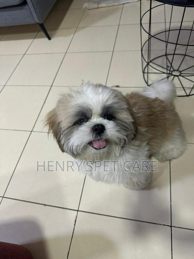 3-6 months Male Purebred Shih Tzu · Photo 2