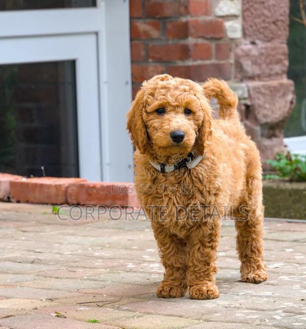 3-6 months Male Purebred Poodle · Photo 2