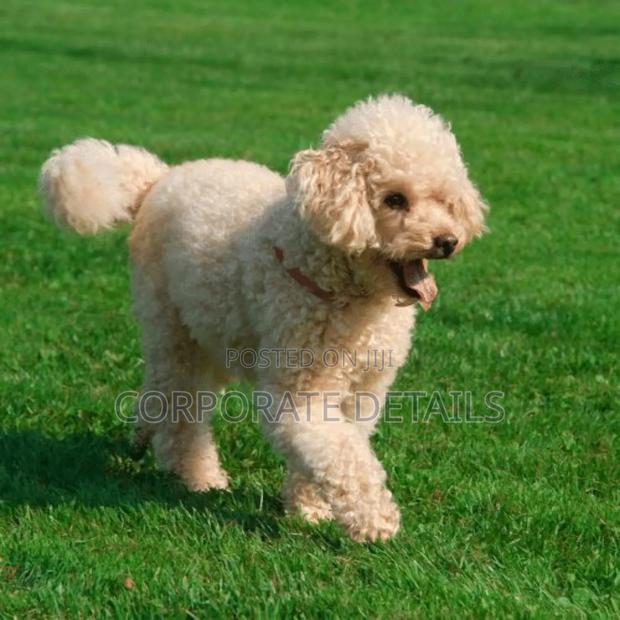 3-6 months Male Purebred Poodle · Photo 3