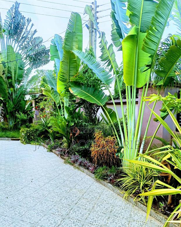 Garden Setup And Landscaping photo 7
