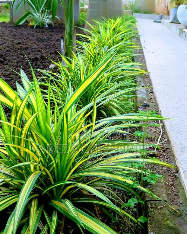 Garden Setup And Landscaping photo 8