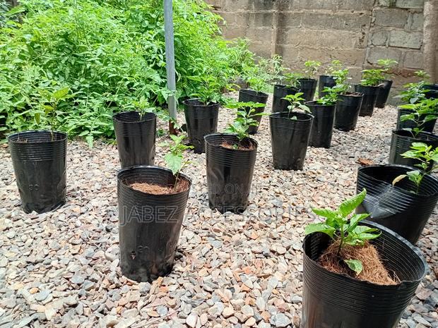 Garden Setup And Landscaping photo 10