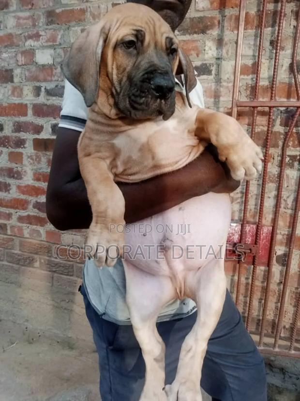 1-3 months Female Purebred Boerboel · Photo 2