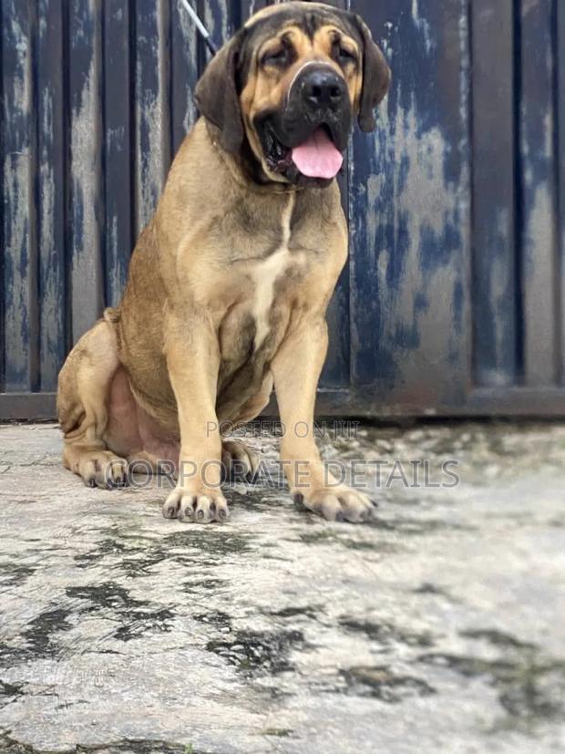 1-3 months Female Purebred Boerboel · Photo 3
