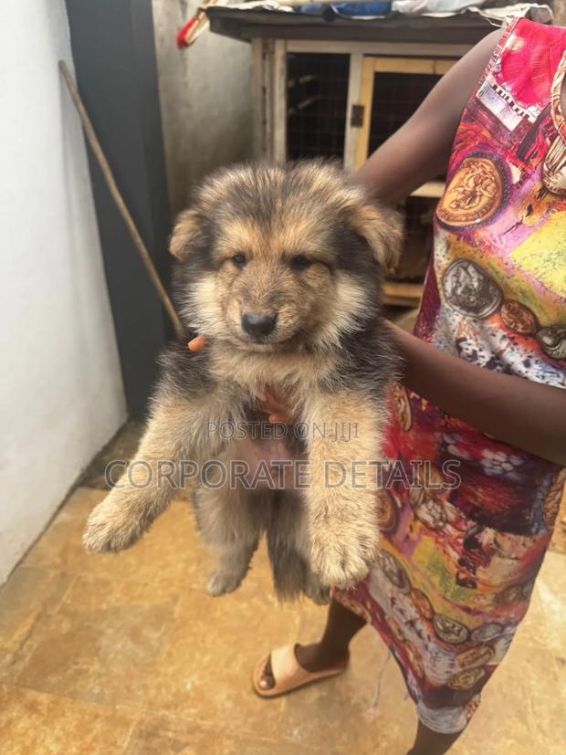 1-3 months Female Purebred German Shepherd · Photo 2