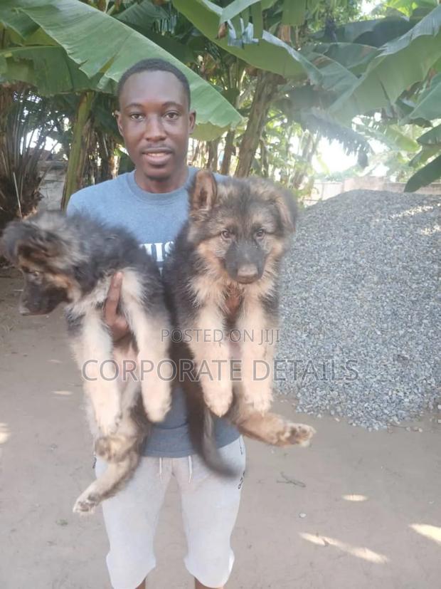 1-3 months Female Purebred German Shepherd · Photo 3