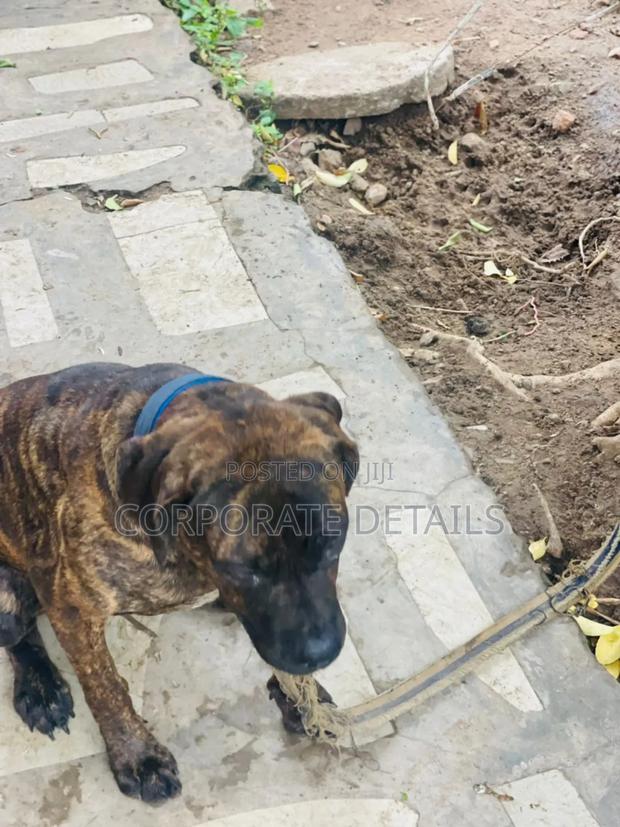 6-12 months Male Purebred Boerboel · Photo 2