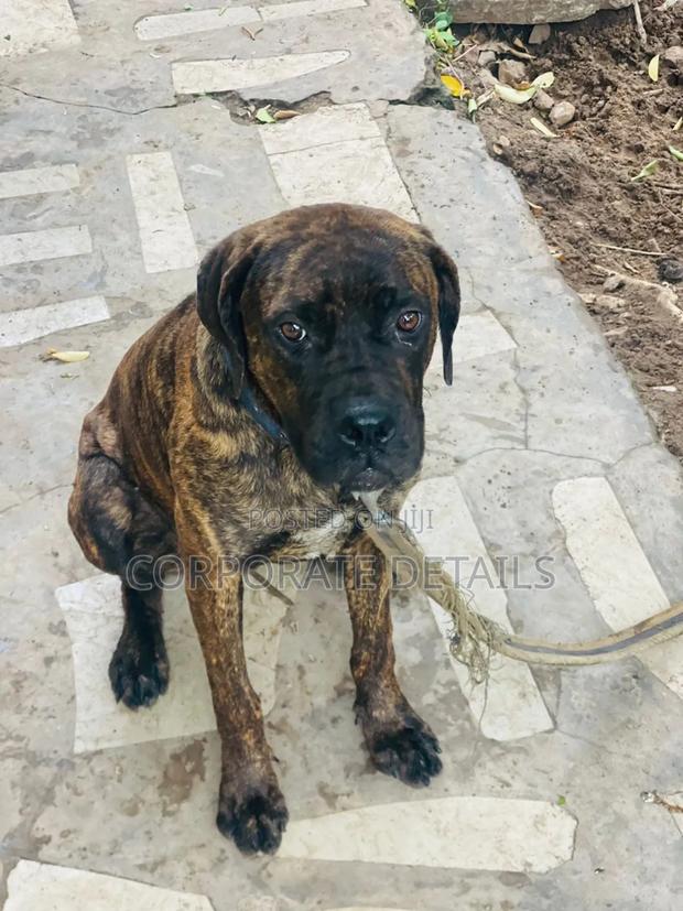 6-12 months Male Purebred Boerboel · Photo 3