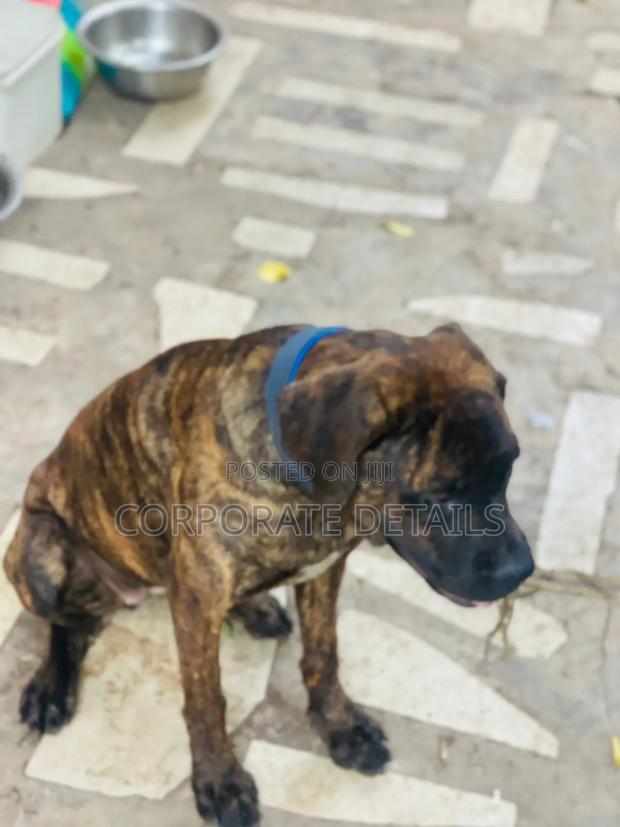 6-12 months Male Purebred Boerboel · Photo 4
