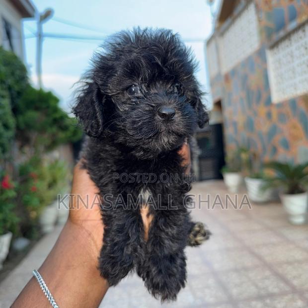 1-3 months Female Purebred Maltipoo photo 2