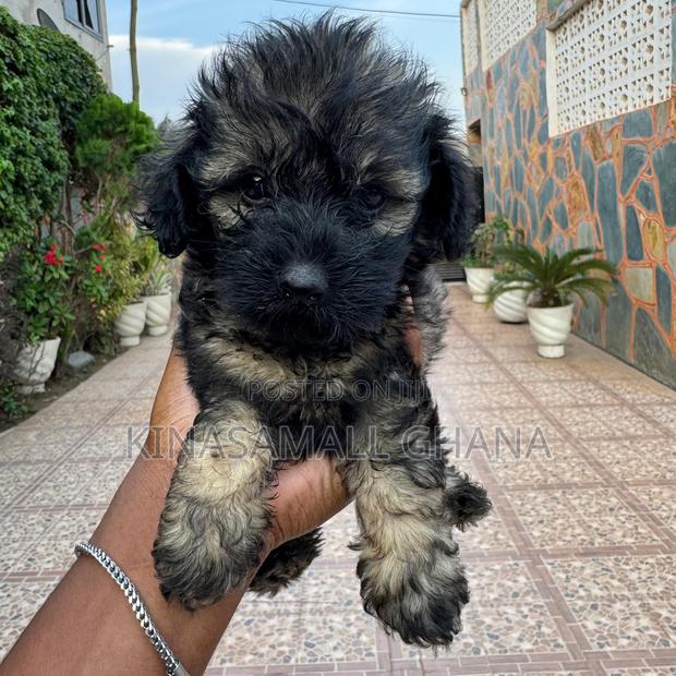 1-3 months Female Purebred Maltipoo