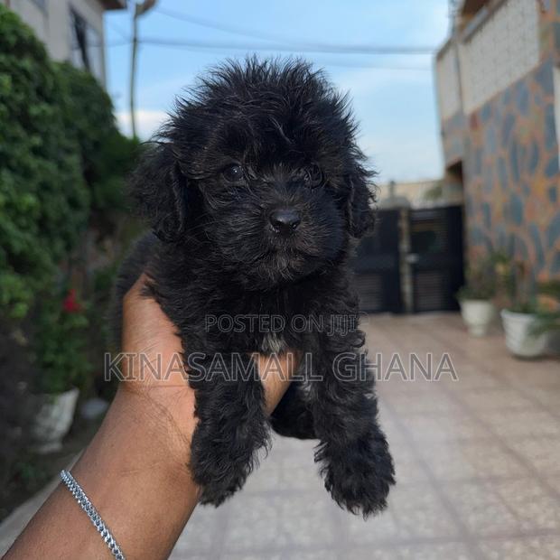 1-3 months Female Purebred Maltipoo photo 4
