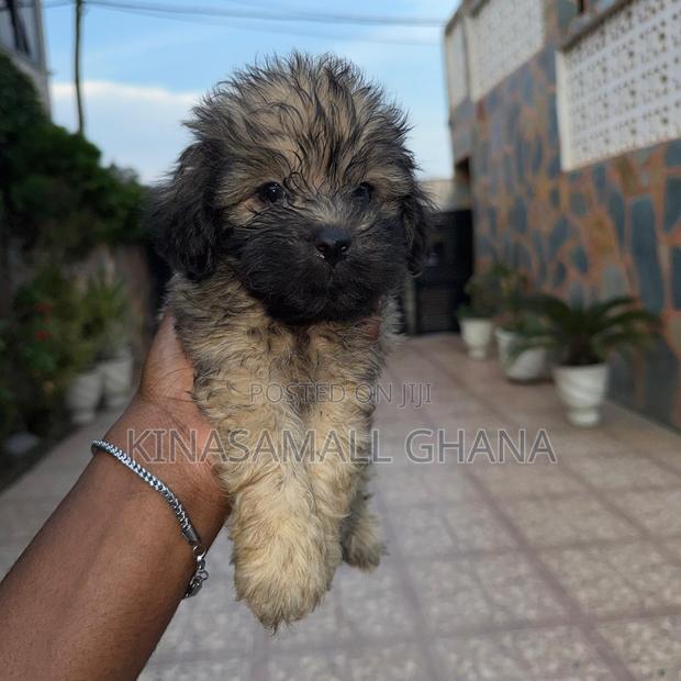 1-3 months Female Purebred Maltipoo photo 3