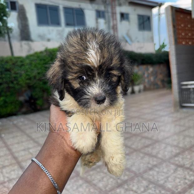 1-3 months Female Purebred Maltipoo photo 5