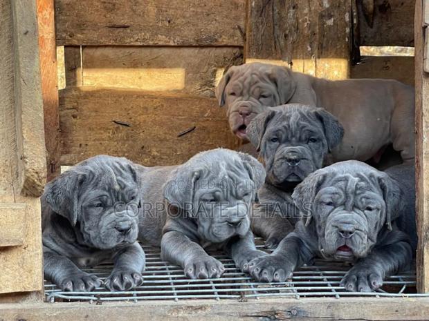 1-3 months Male Purebred Boerboel · Photo 2