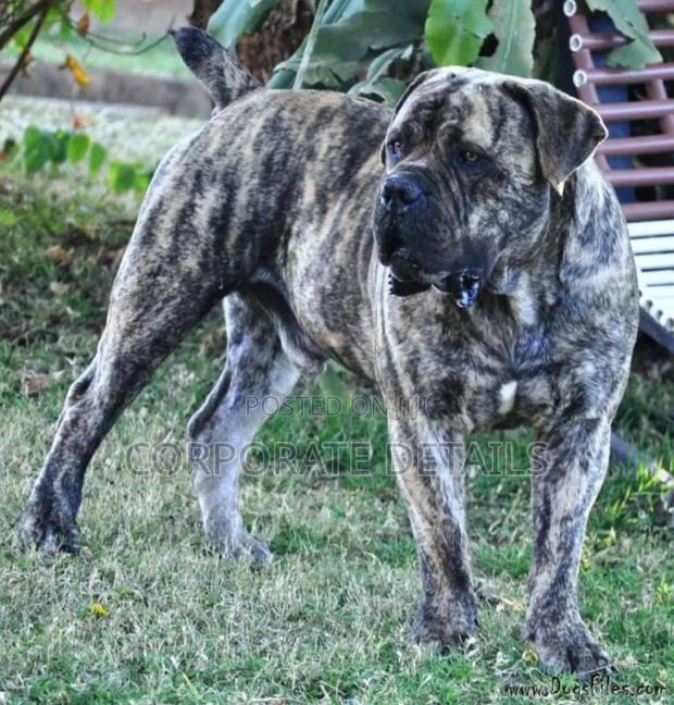 1-3 months Male Purebred Boerboel · Photo 3